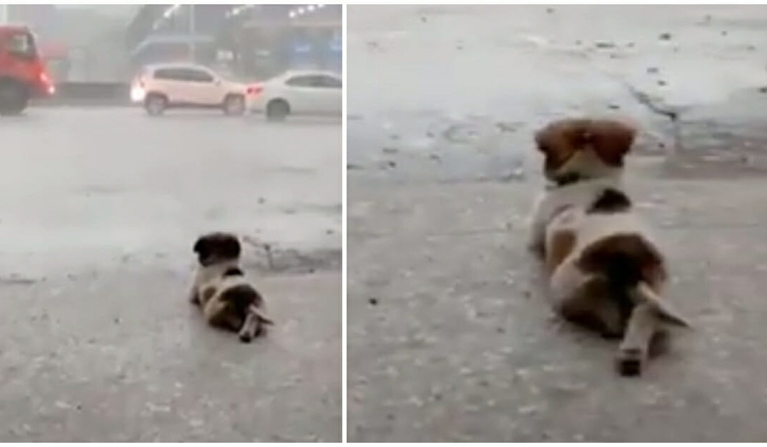 Viral Video: Dog Enjoys Watching The Rain