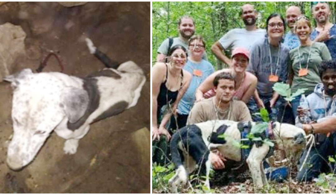 Dog Gets Saved From A 30-Foot Pit