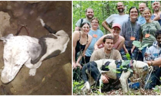 Dog Gets Saved From A 30-Foot Pit
