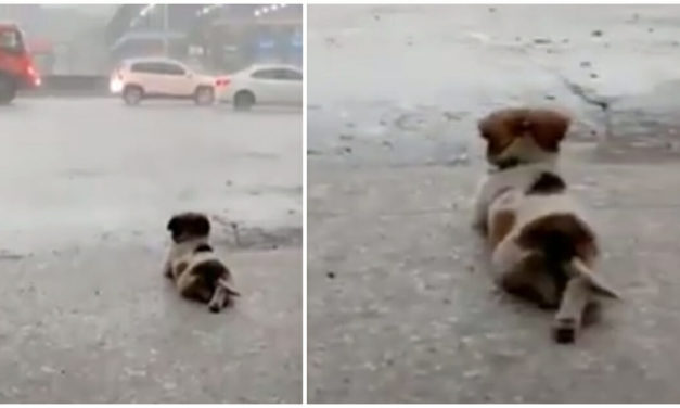 Viral Video: Dog Enjoys Watching The Rain