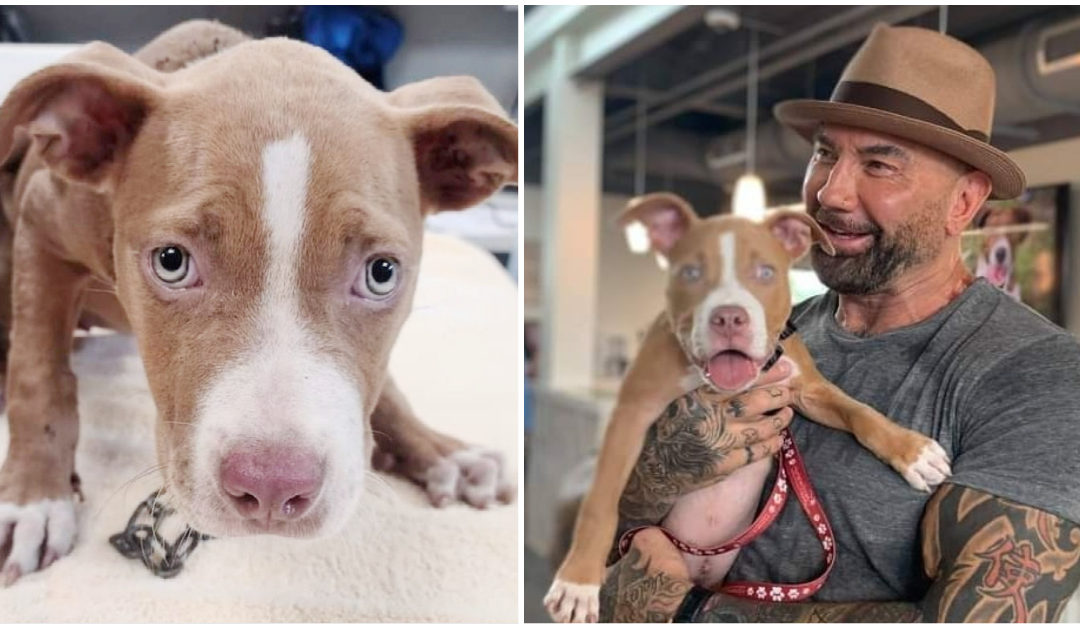 Actor Dave Bautista offers $5,000 to find the man who mistreated the puppy he adopted
