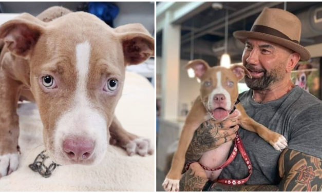 Actor Dave Bautista offers $5,000 to find the man who mistreated the puppy he adopted