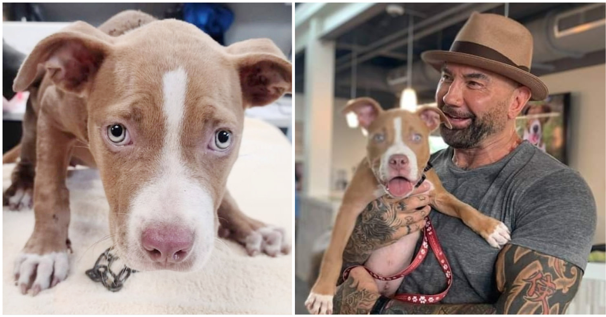 Actor Dave Bautista offers $5,000 to find the man who mistreated the puppy he adopted