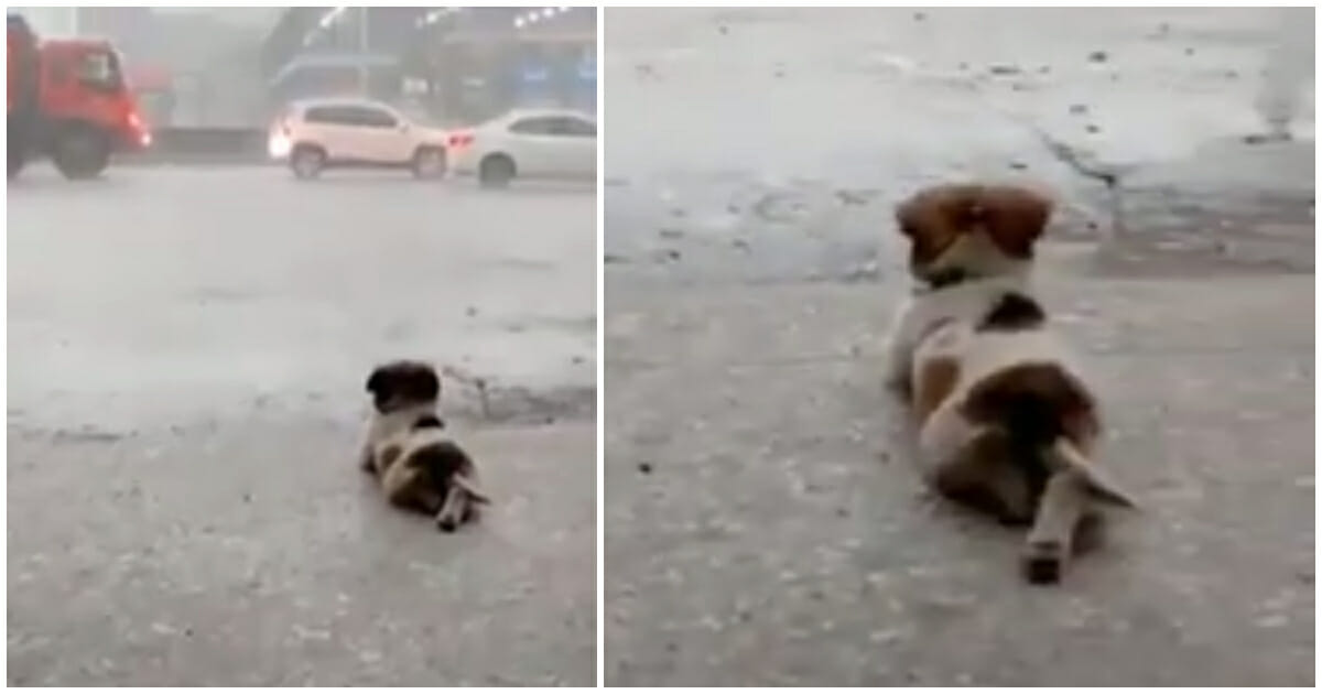 Viral Video: Dog Enjoys Watching The Rain