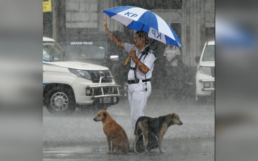 Officer goes viral for sharing his umbrella with stray dogs during heavy rain