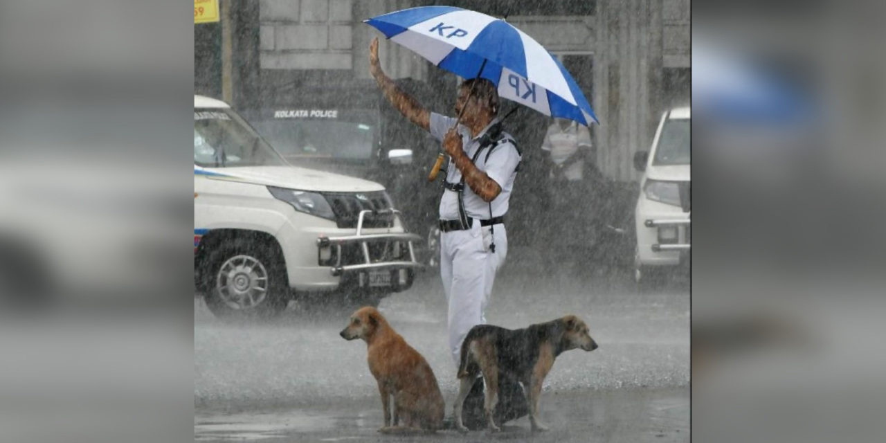 Officer goes viral for sharing his umbrella with stray dogs during heavy rain