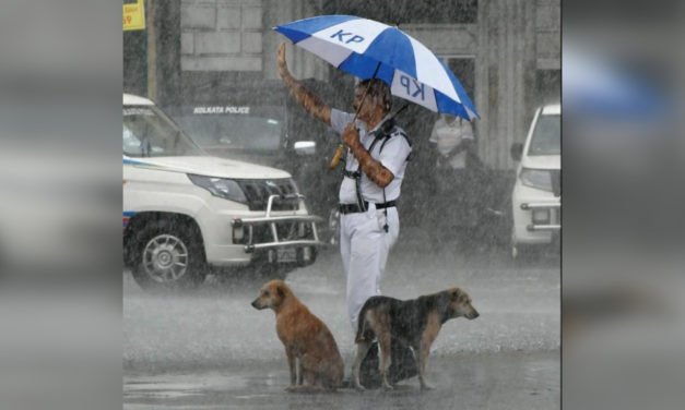 Officer goes viral for sharing his umbrella with stray dogs during heavy rain