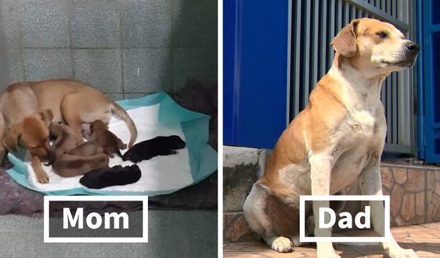 Dad-To-Be Dog Patiently Waits Outside A Vet Clinic For His Puppies To Be Born