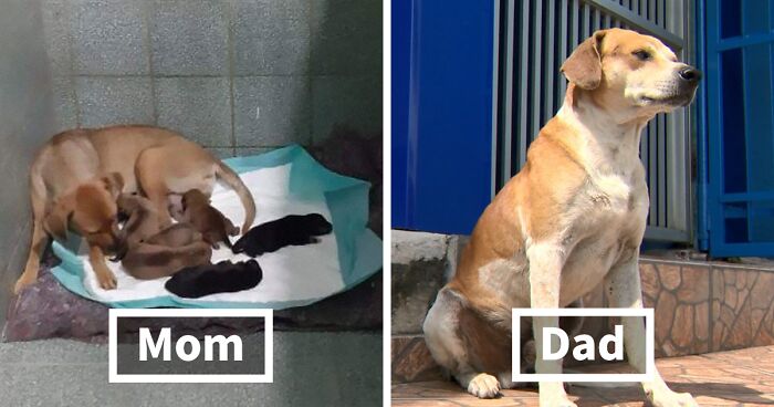 Dad-To-Be Dog Patiently Waits Outside A Vet Clinic For His Puppies To Be Born