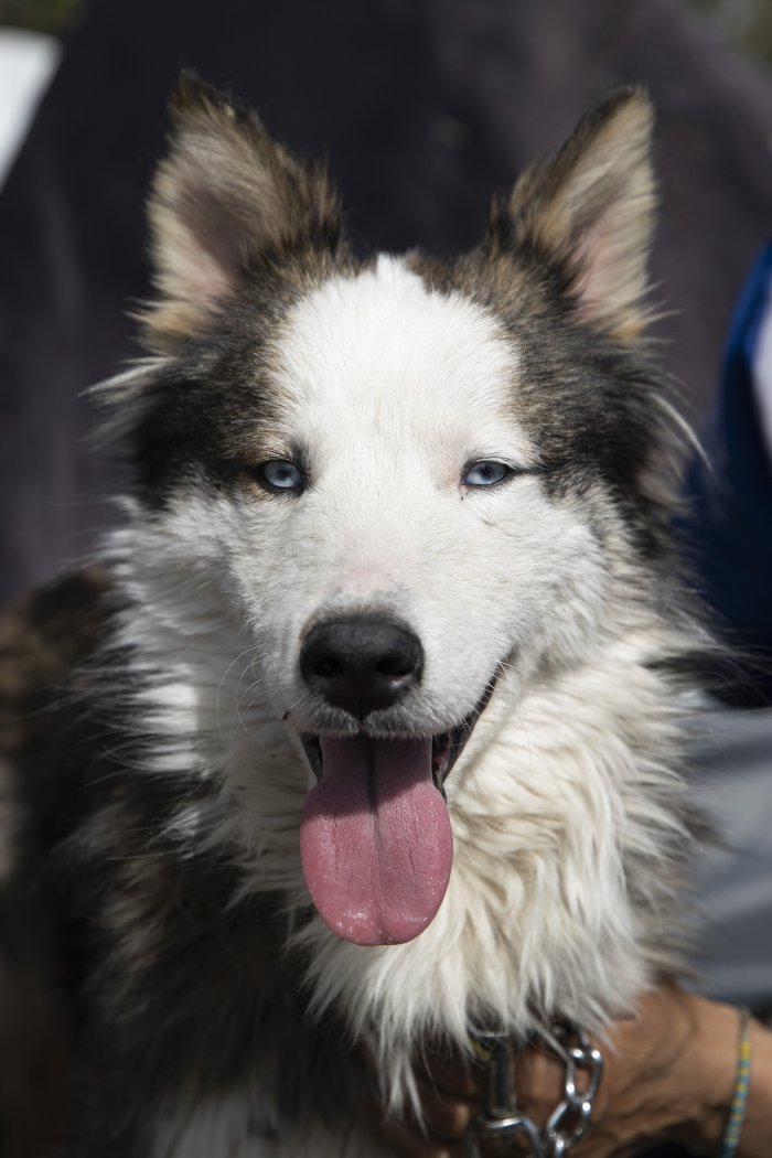 Husky Survives 23 Days Trapped Without Food or Water in Turkiye