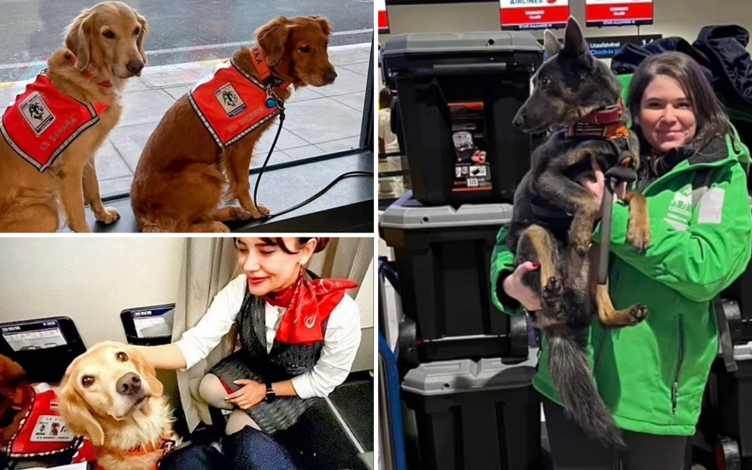 Rescue Dogs Return from Turkish Earthquake Zone – You Won’t Believe How They Were Honored!