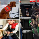 Rescue Dogs Return from Turkish Earthquake Zone – You Won’t Believe How They Were Honored!