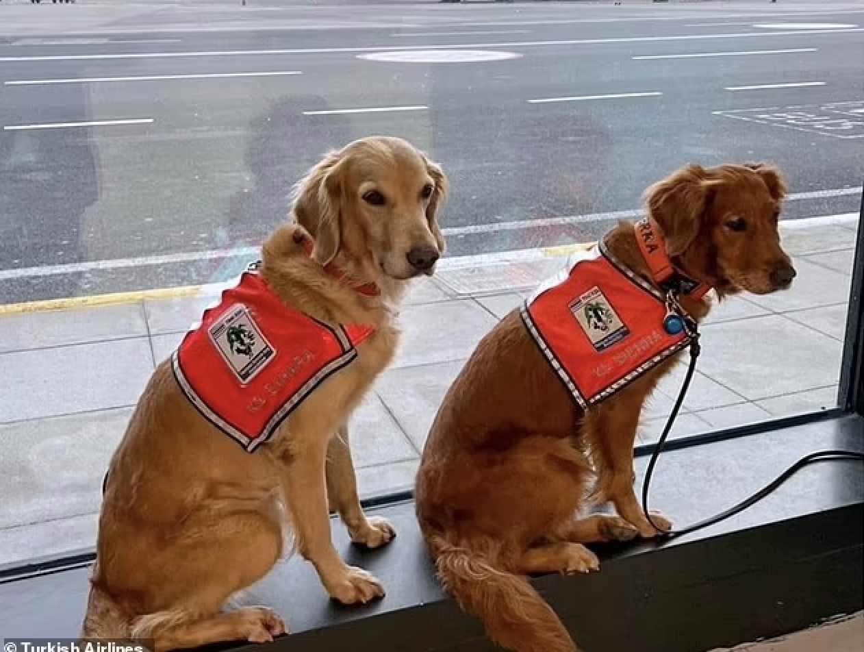 Rescue Dogs Return from Turkish Earthquake Zone 